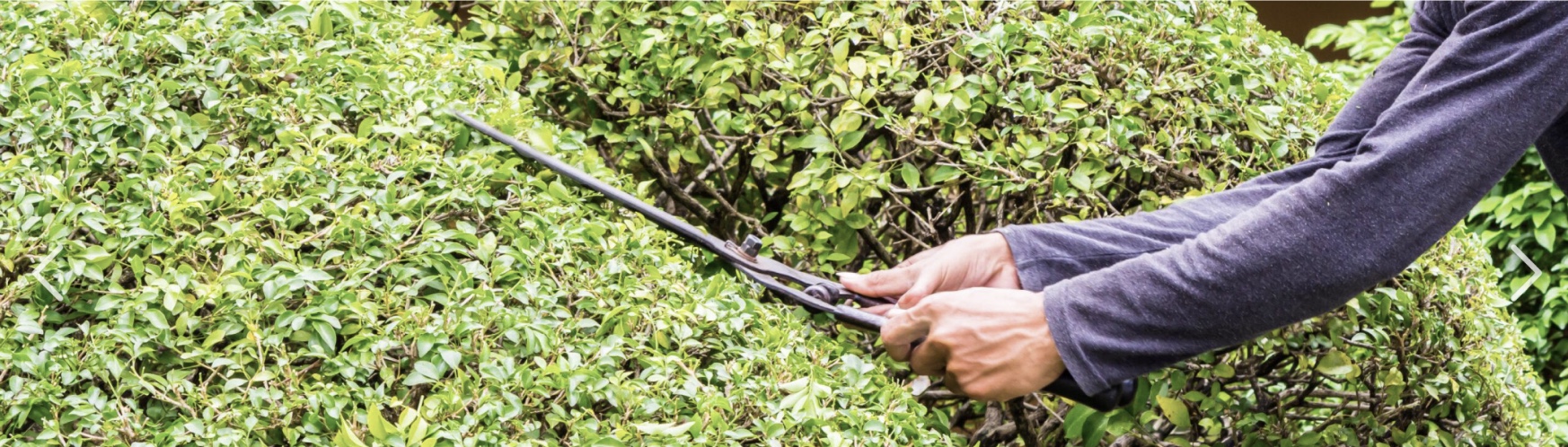 Pruning and trimming service