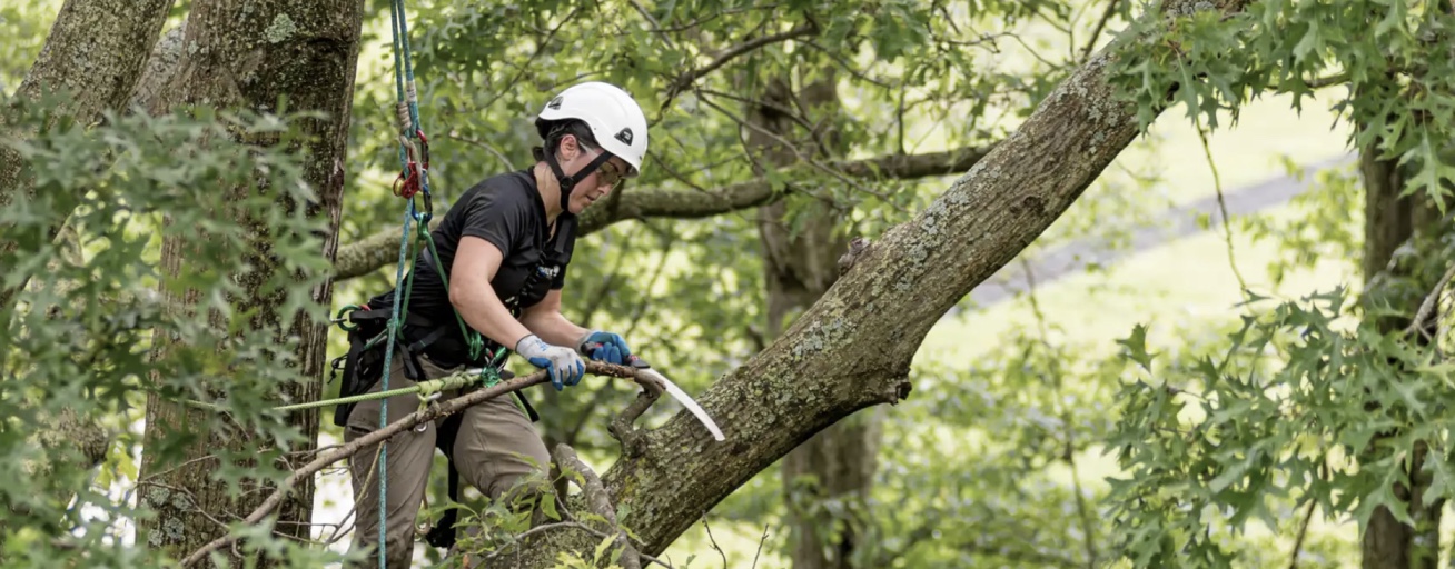 Tree removal service
