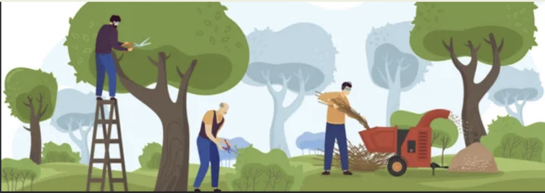 Arborist working on tree care services